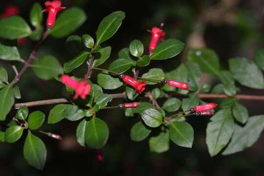 Image of Fuchsia microphylla Kunth