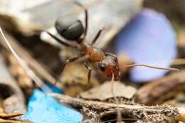 Слика од Formica foreliana Wheeler 1913