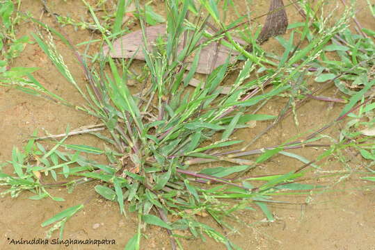 Image of Barefoot Panicgrass