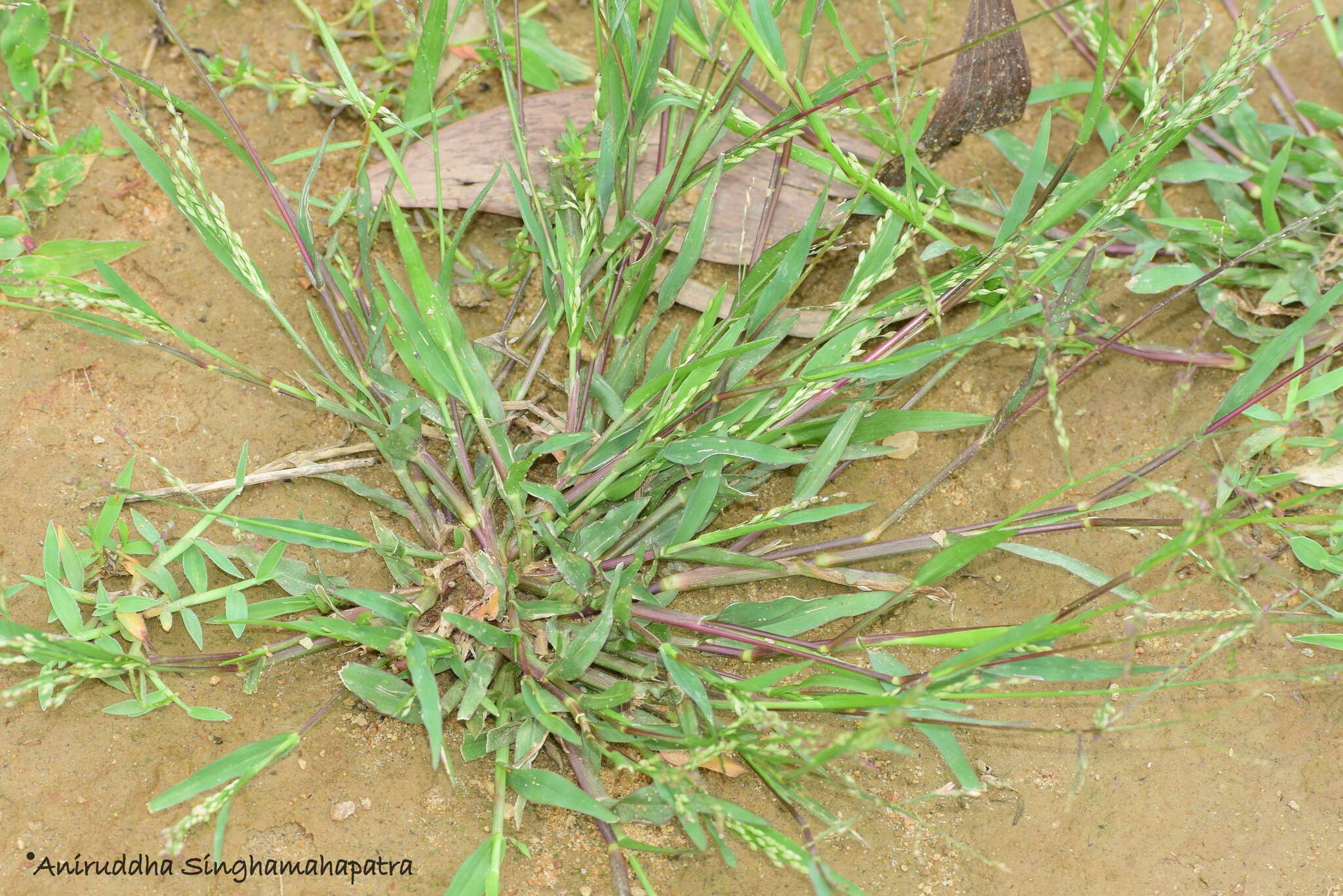 Plancia ëd Panicum flexuosum Retz.