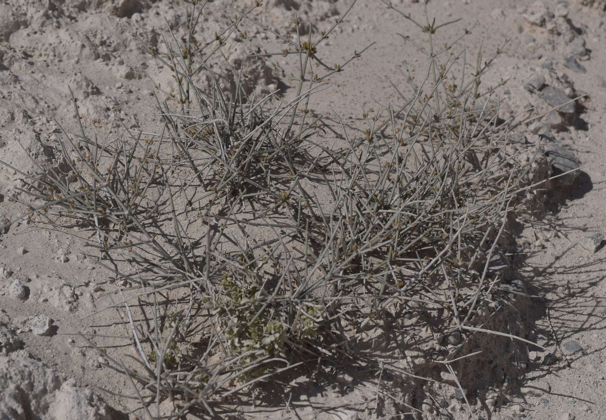 Imagem de Ephedra funerea Coville & C. V. Morton