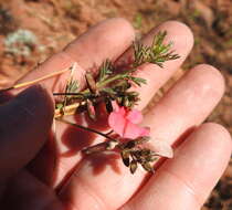 Indigofera hedyantha Eckl. & Zeyh.的圖片