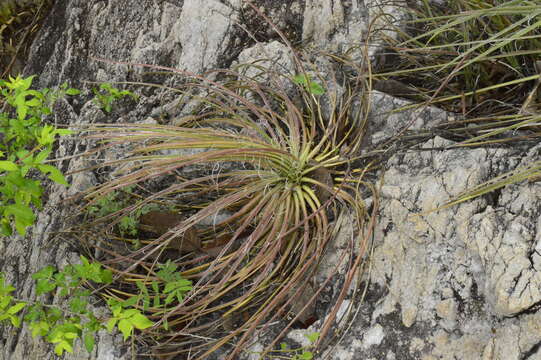 Agave ornithobroma Gentry resmi