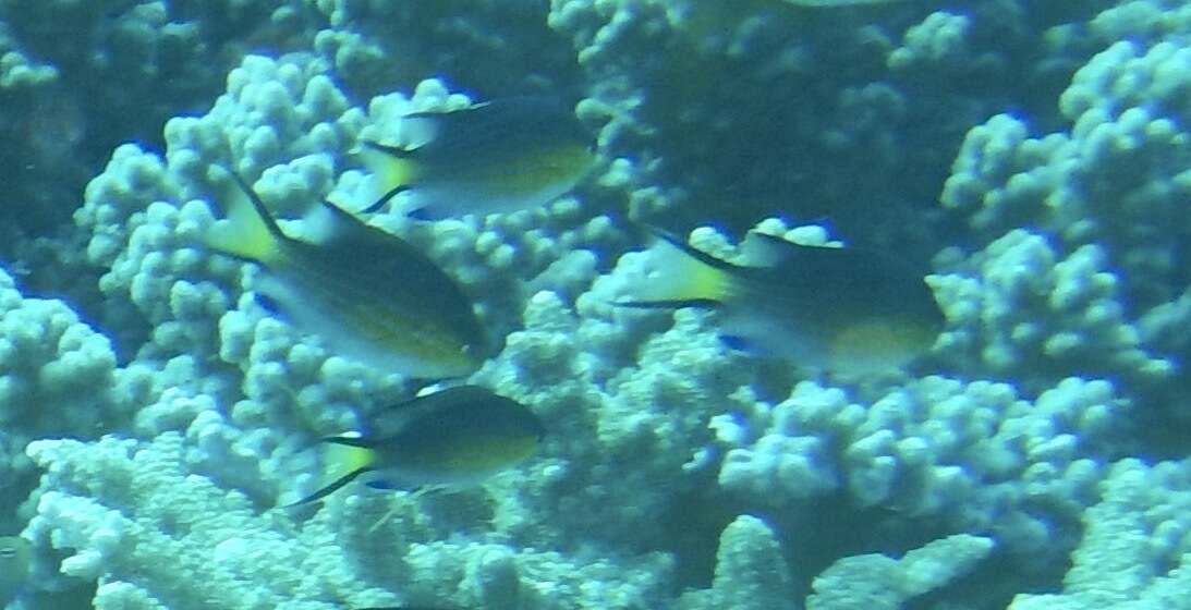 Image of Blacktail chromis