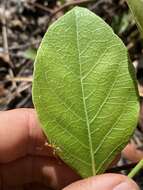 Coelospermum decipiens Baill. resmi