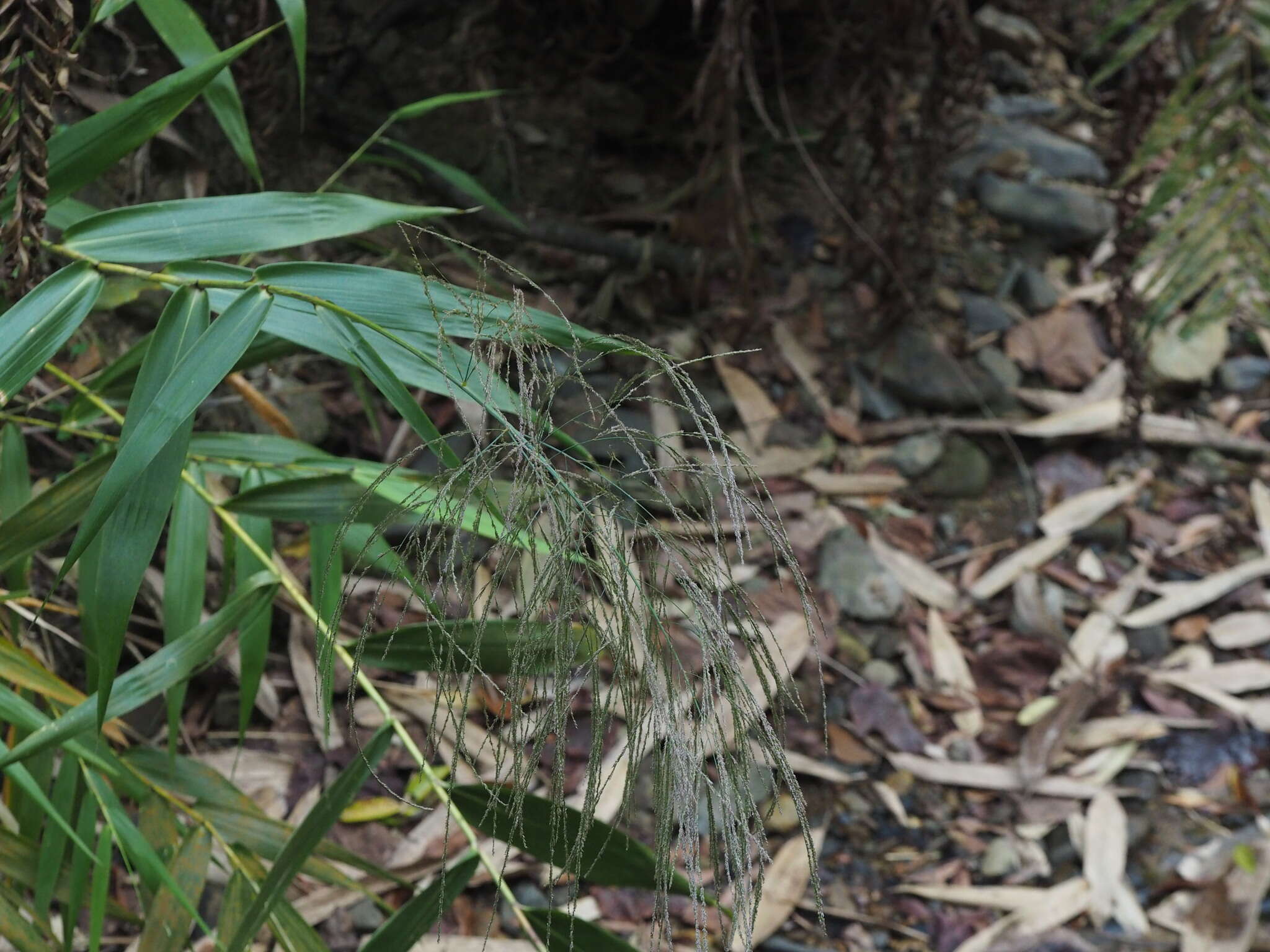 Image of tiger grass