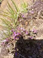 Thymus caespititius Brot. resmi