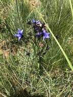 Image of Aristea angolensis Baker