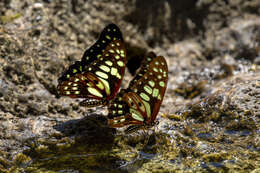 Graphium cyrnus (Boisduval 1836) resmi