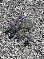 Image of Mono Lake lupine