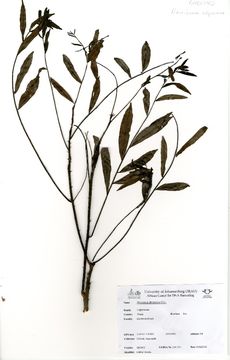 Image of Harrisonia