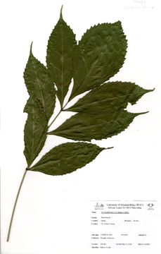 Image of Newbouldia