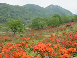 صورة Rhododendron japonicum (A. Gray) Suringar