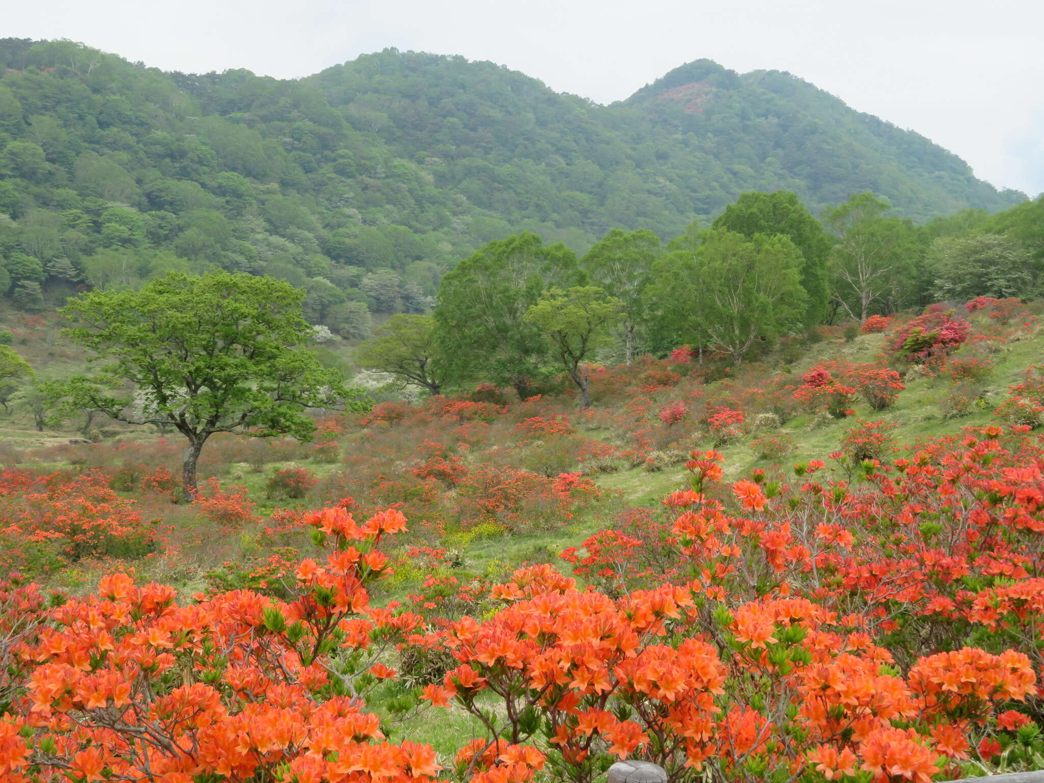 صورة Rhododendron japonicum (A. Gray) Suringar