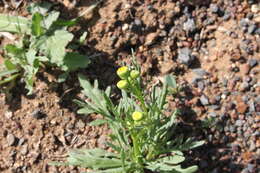 Plancia ëd Senecio brigalowensis I. Thomps.