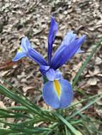 Image of Iris hollandica H. R. Wehrh.