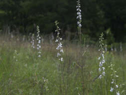 Delphinium carolinianum subsp. virescens (Nutt.) R. E. Brooks的圖片