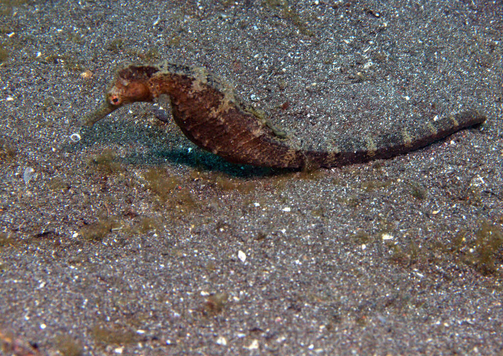 Image of Flat-faced Seahorse