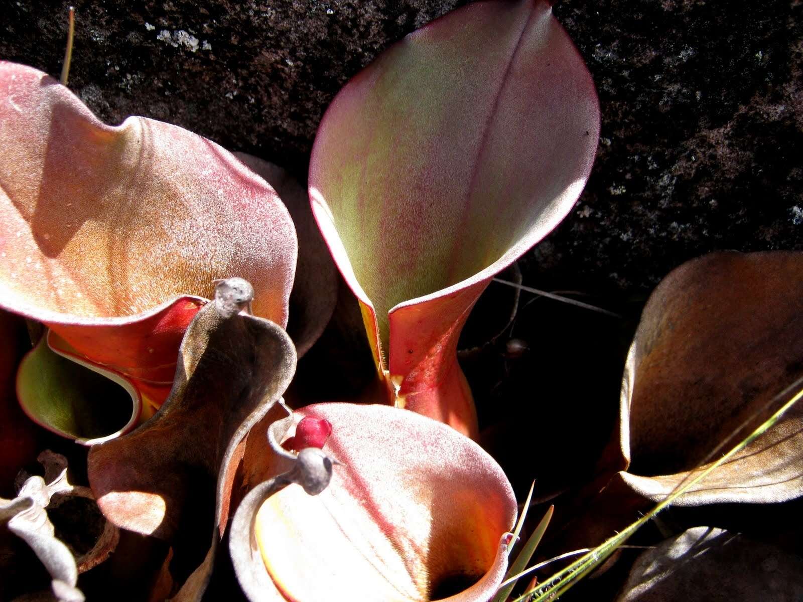 Image of Heliamphora nutans Benth.