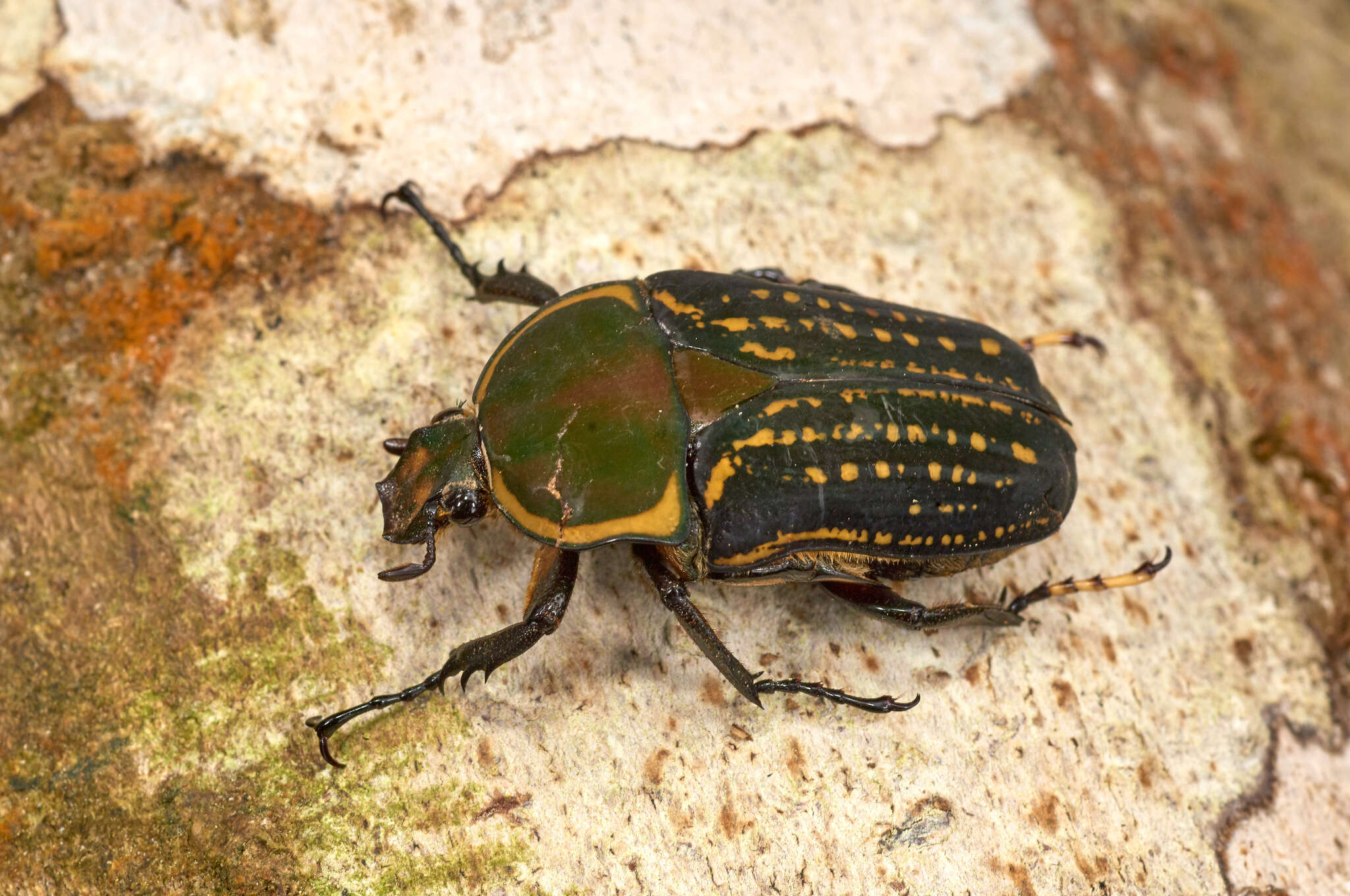 Image of Mecynorhina (Megalorhina) harrisii (Westwood 1847)