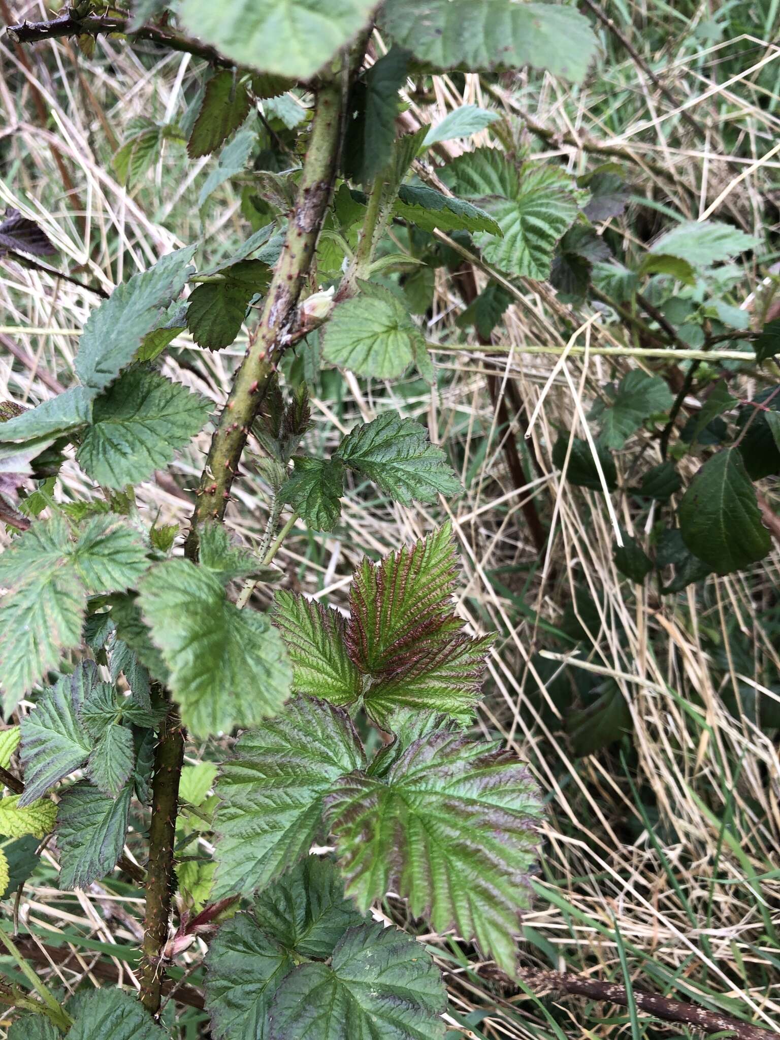 Слика од Rubus loganobaccus L. H. Bailey