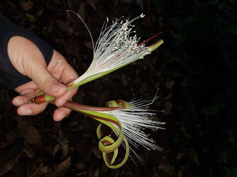 Image of Pachira sessilis Benth.