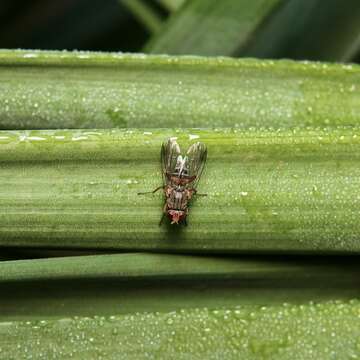 Sivun Pygophora apicalis Schiner 1868 kuva