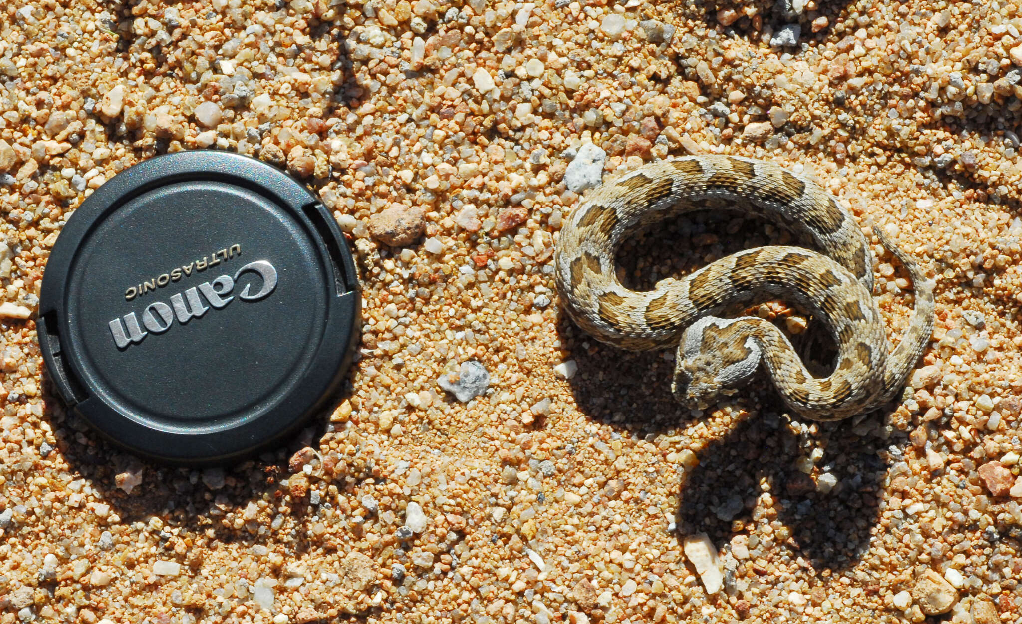 Image of Many-horned adder