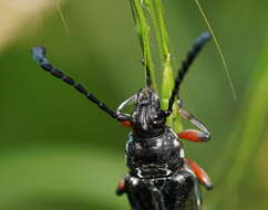 Image of Distichocera thomsonella White 1859