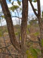 Image of Parinari curatellifolia Planch. ex Benth.