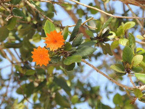 Image of Cordia dodecandra DC.