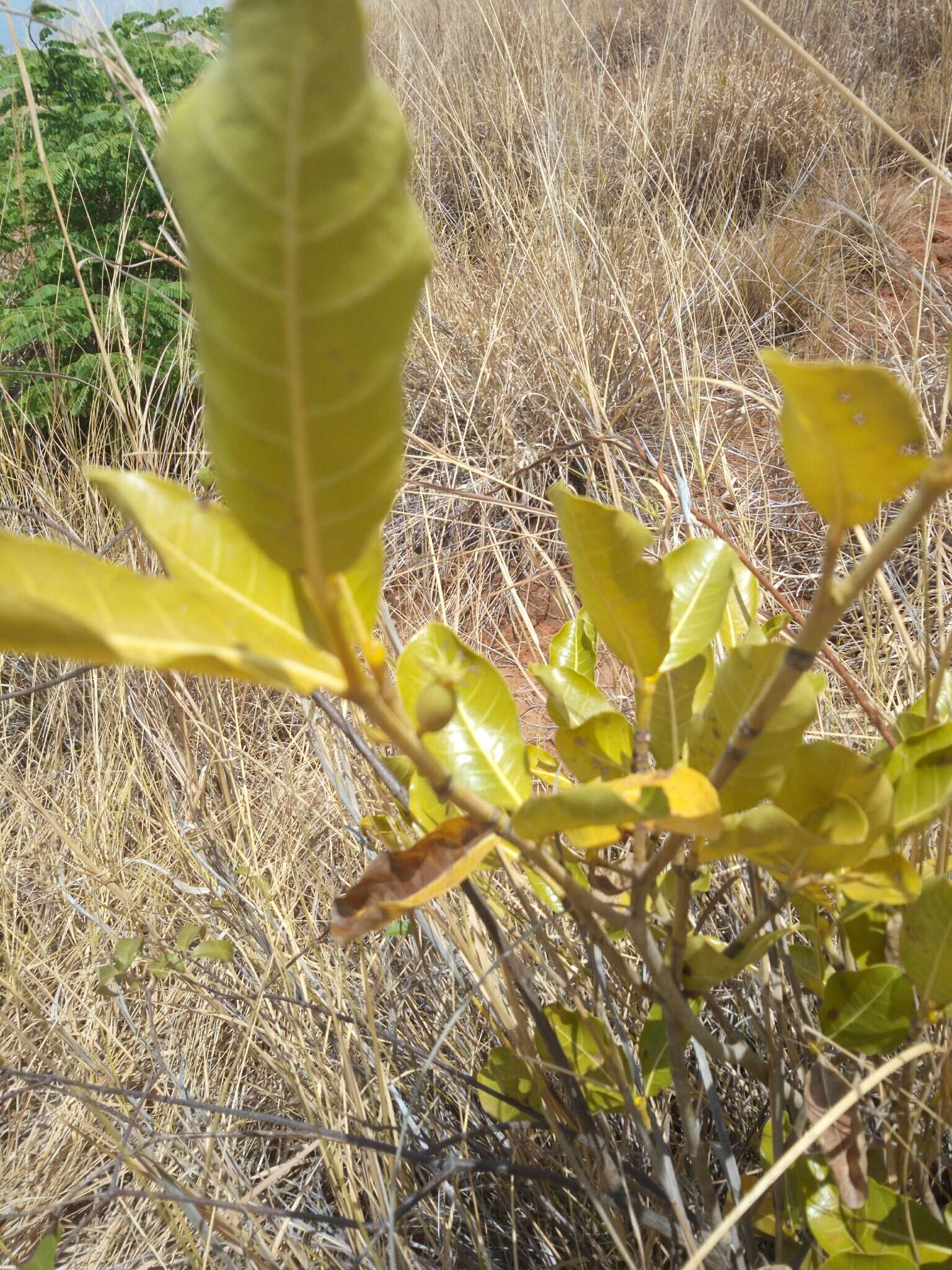 Gardenia rutenbergiana (Baill. ex Vatke) J.-F. Leroy的圖片