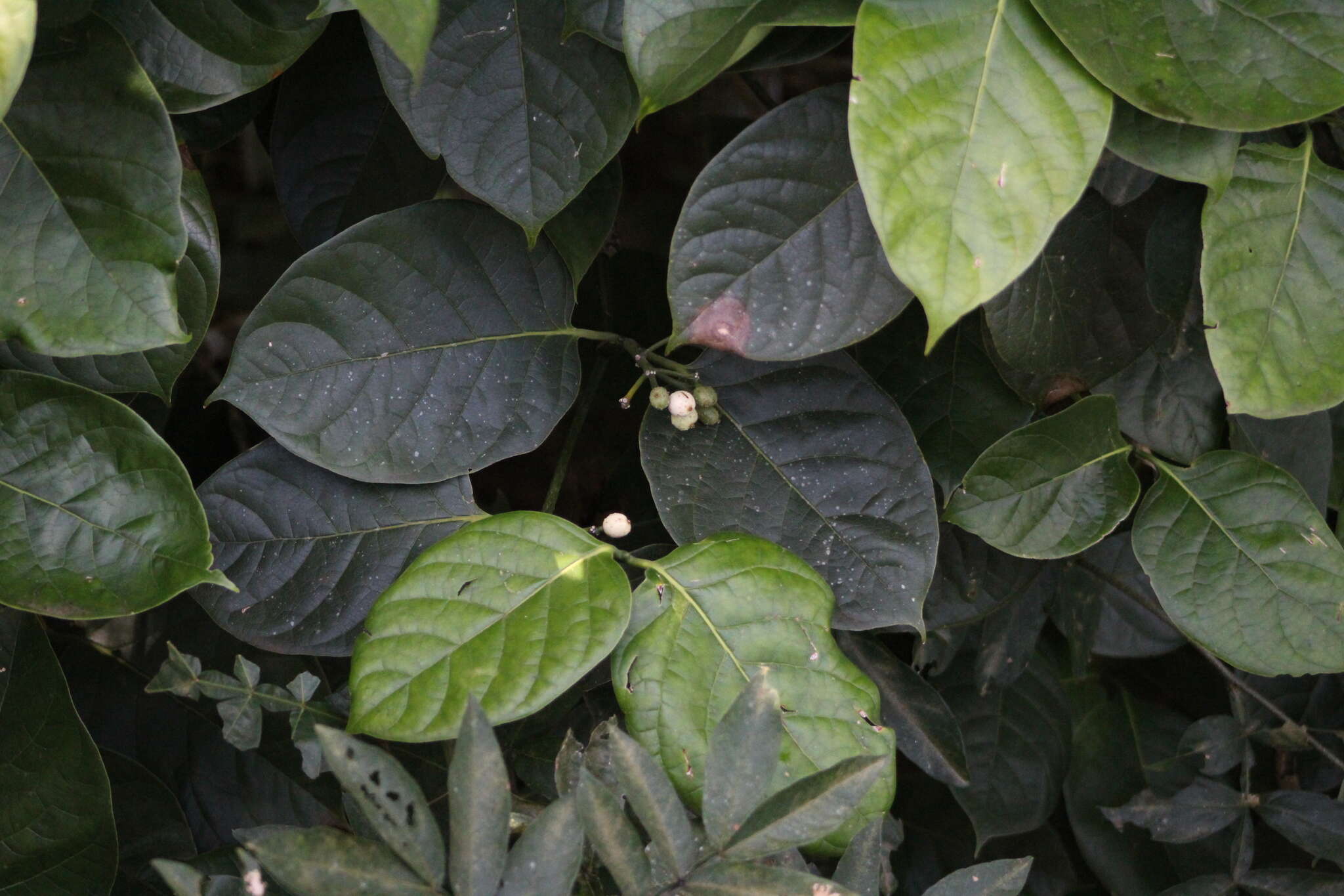 Image of Coussarea platyphylla Müll. Arg.