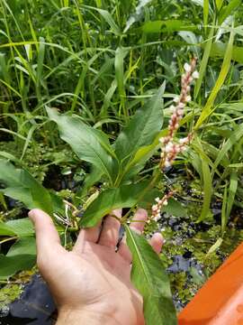 Plancia ëd Persicaria glabra (Willd.) Gomez de la Maza