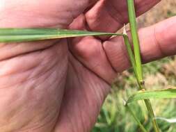 Image of Common Blown Grass