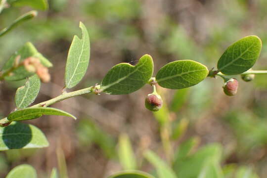 Phyllanthus reticulatus var. reticulatus resmi