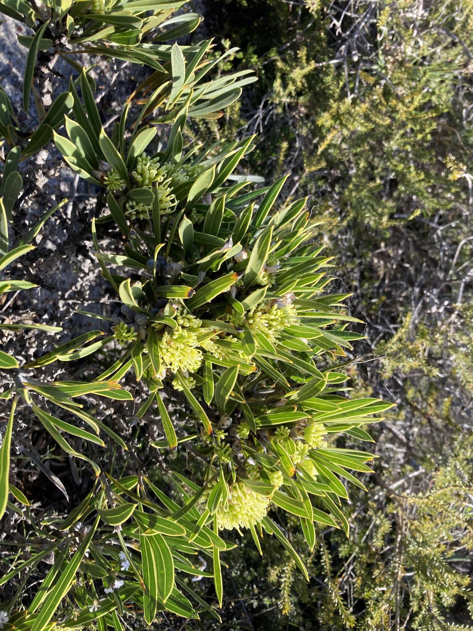 Imagem de Hakea eneabba Haegi