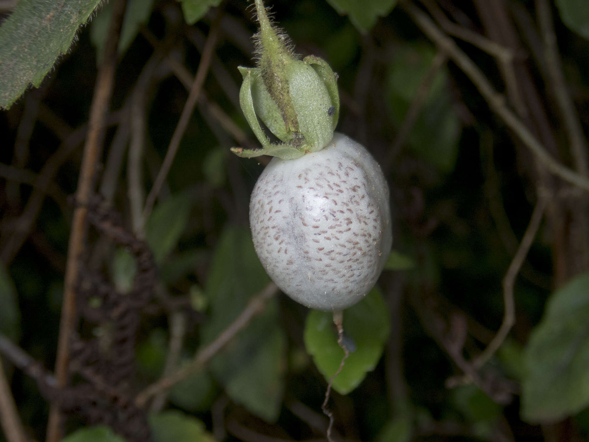 Imagem de Fieldia australis A. Cunn.