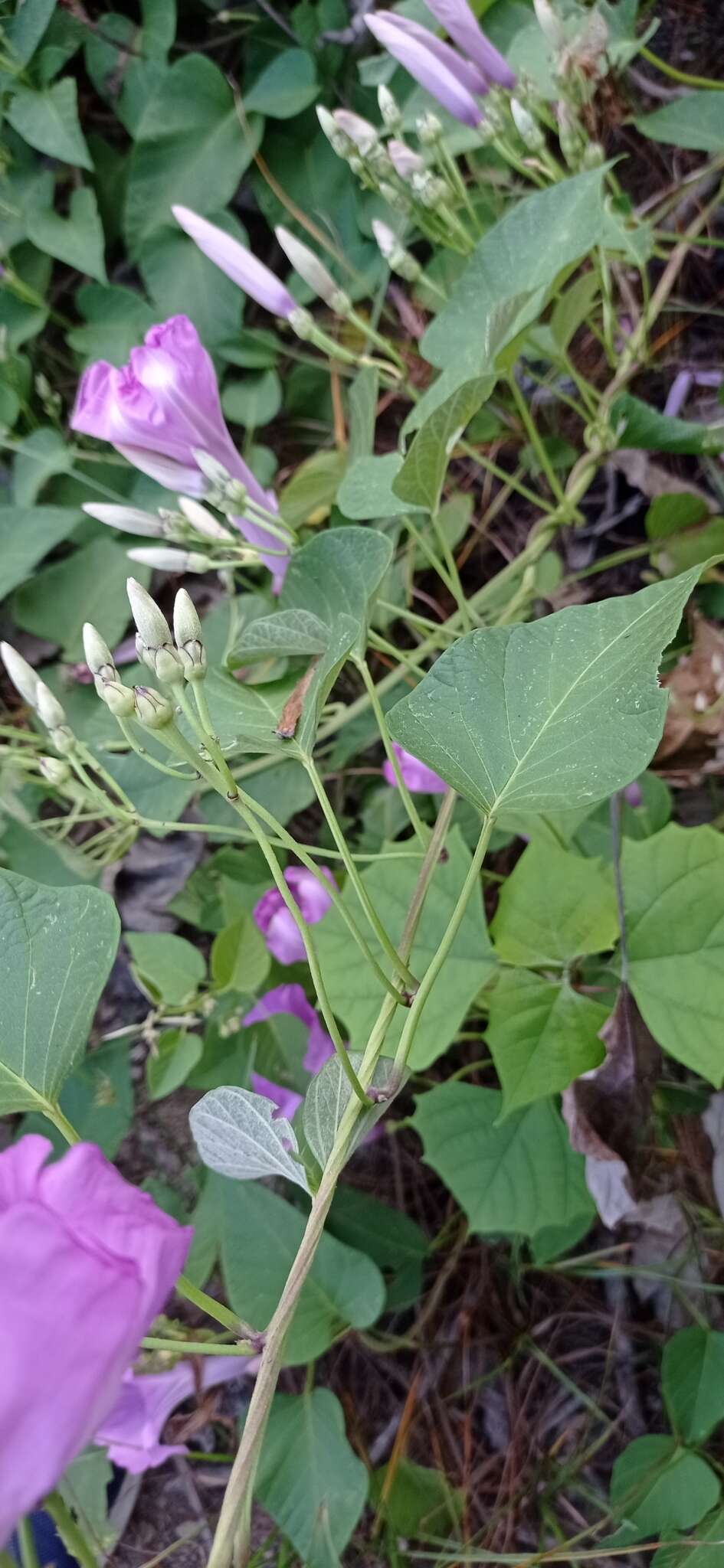 Ipomoea carnea subsp. carnea resmi