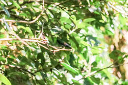 Image of Blue-vented Hummingbird