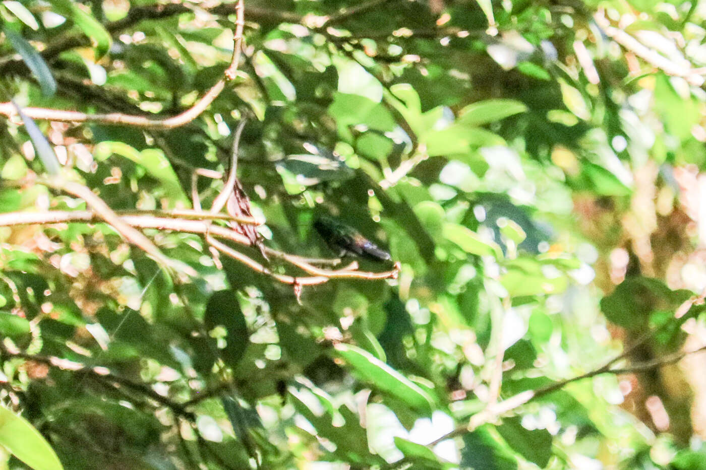 Image of Blue-vented Hummingbird