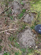 Image of Coast Mole