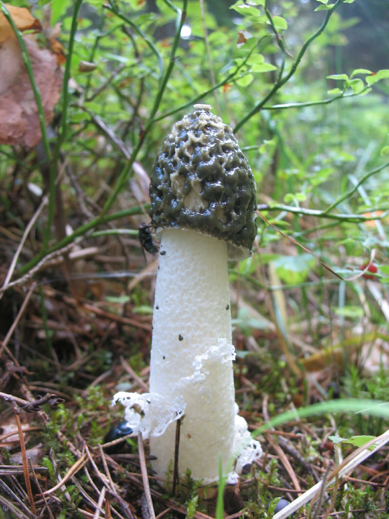 Image of Phallus impudicus var. togatus (Kalchbr.) Costantin & L. M. Dufour