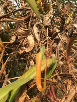 Image of Pitcher plant