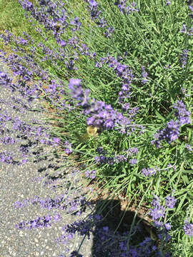 Image of Two-spotted Bumblebee