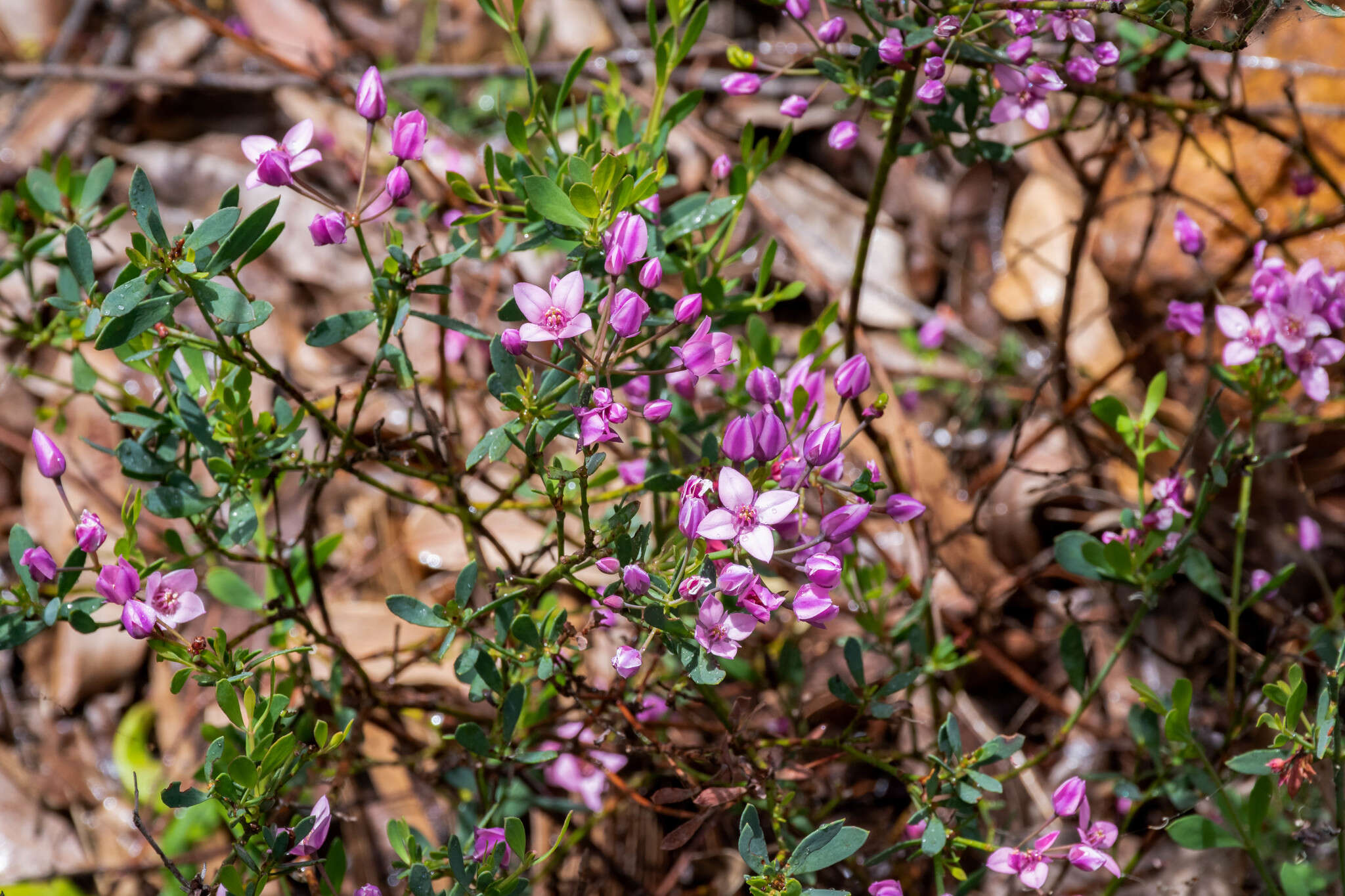 Image de Boronia fastigiata Bartl.