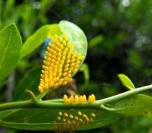 Image of Capparis mitchellii Lindl.