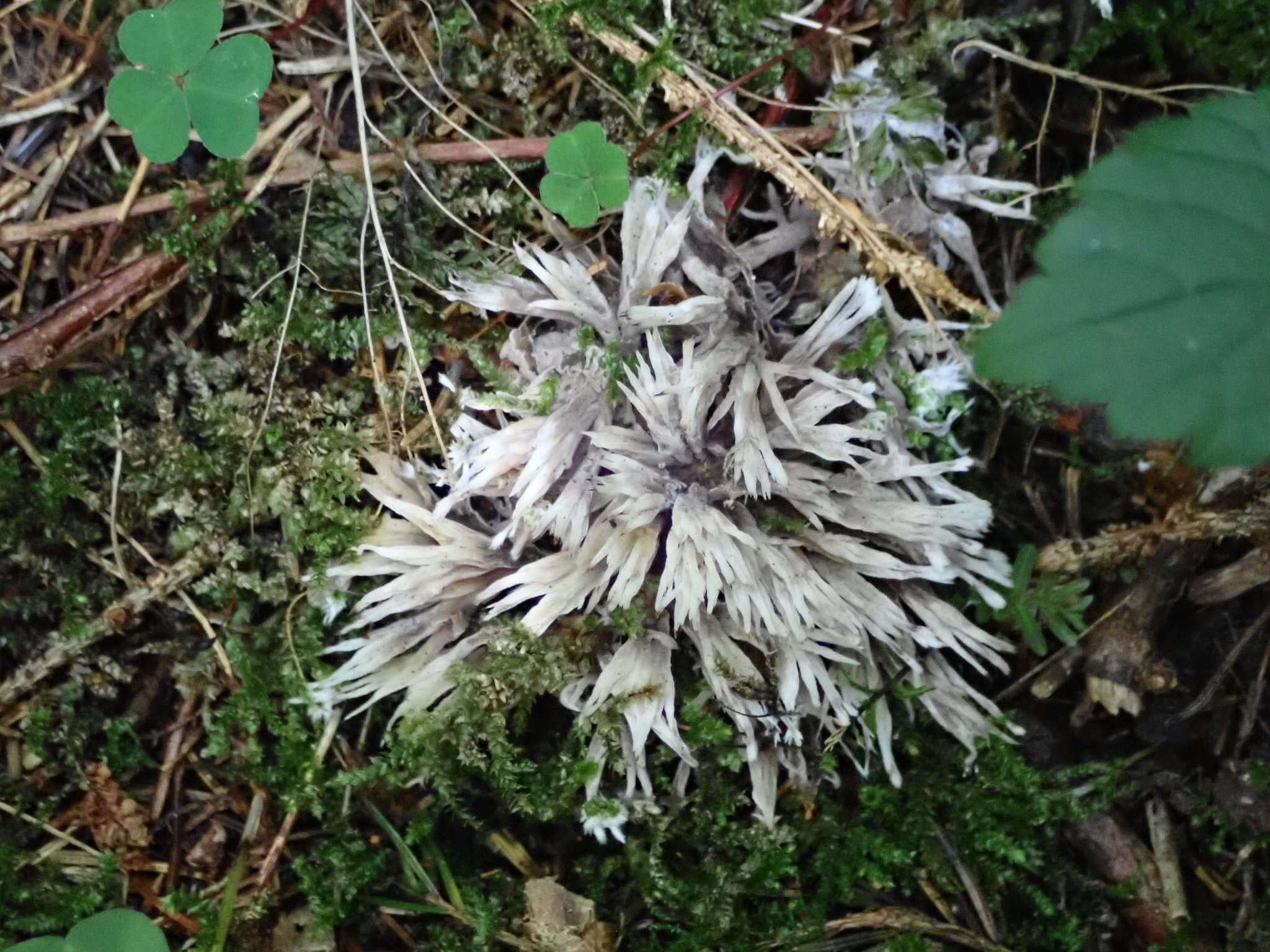 Image of Thelephora penicillata (Pers.) Fr. 1821