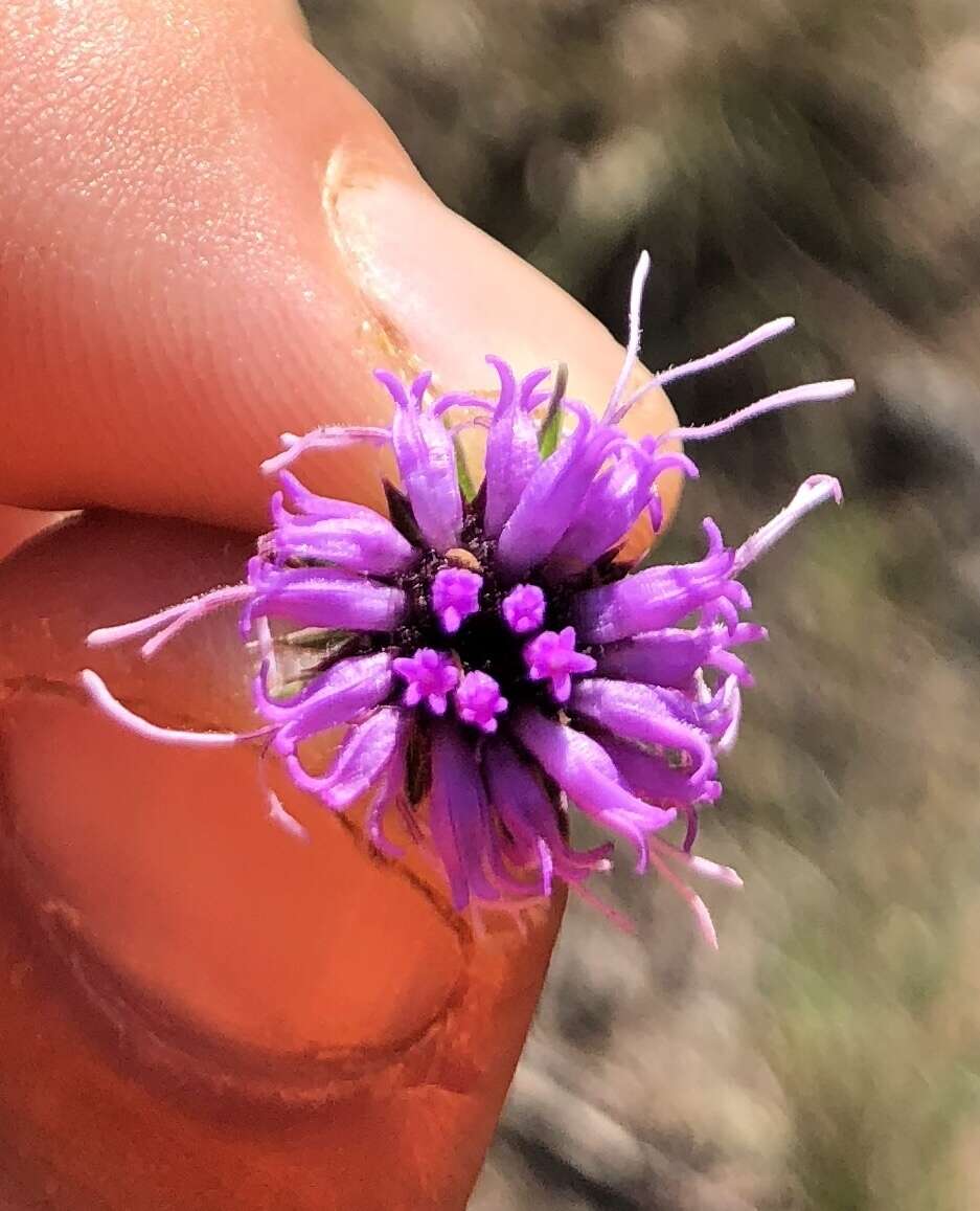 Image de Liatris squarrosa var. glabrata