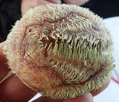 Image of delicate heart sea urchin